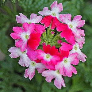 VERVEINE À FLEURS